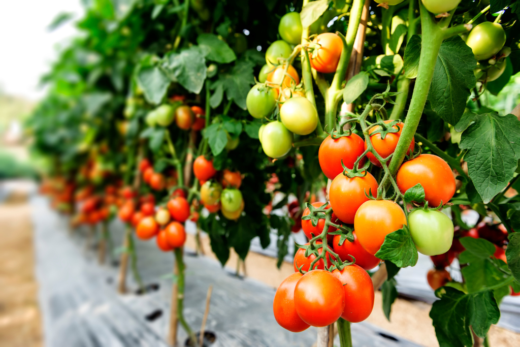 cultivo de tomates
